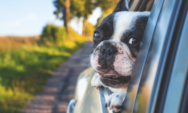 Consejos para viajar en coche, con tu mascota este verano
