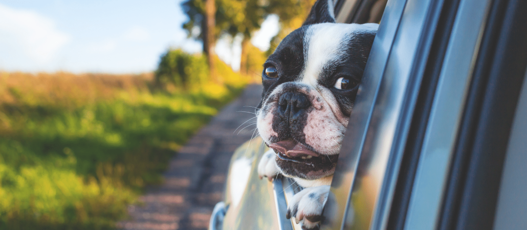 Consejos para viajar en coche, con tu mascota este verano